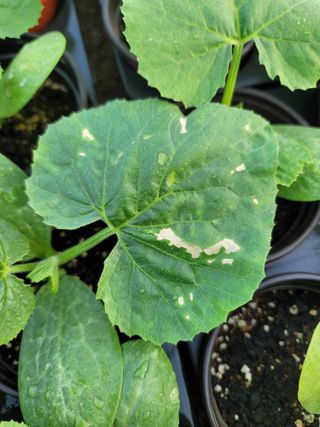 친환경님의 호박 · 병해충상담 작성글 사진