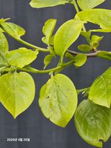 팜모닝 감·병해충상담 게시글 이미지