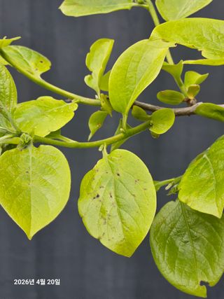 구례님의 감 · 병해충상담 작성글 사진