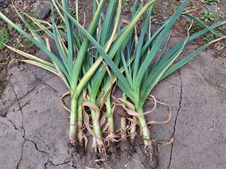 정순경님의 마늘 · 병해충상담 작성글 사진