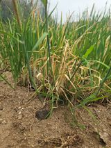 재화도령님의 파·병해충상담 작성글 사진