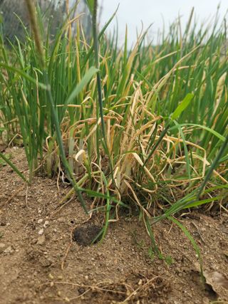 재화도령님의 파 · 병해충상담 작성글 사진