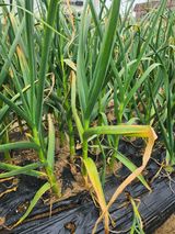 황공이오님의 마늘·병해충상담 작성글 사진