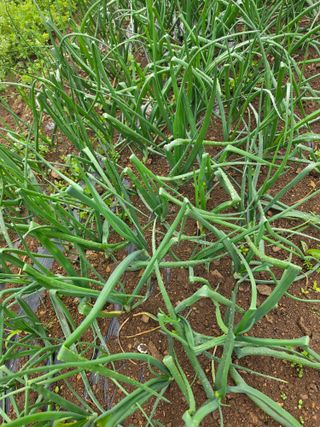 김성환님의 양파 · 병해충상담 작성글 사진