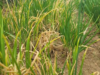 재화도령님의 파 · 병해충상담 작성글 사진