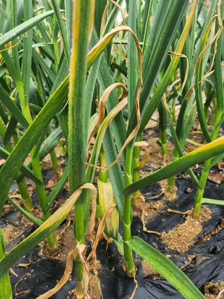 황공이오님의 마늘 · 병해충상담 작성글 사진