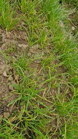 팜모닝 기타작물·병해충상담 게시글 이미지