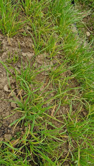 안선찬님의 기타작물 · 병해충상담 작성글 사진