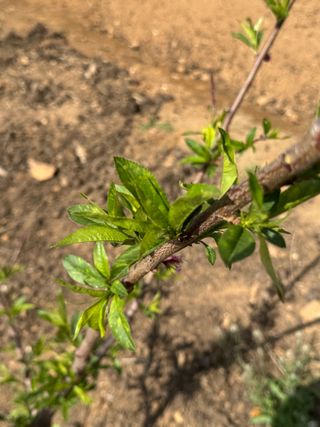 덕구네님의 복숭아 · 병해충상담 작성글 사진