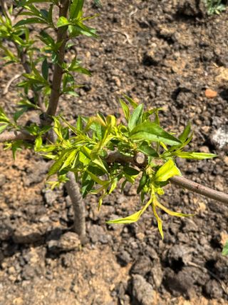 덕구네님의 복숭아 · 병해충상담 작성글 사진