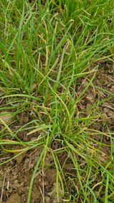 안선찬님의 기타작물·병해충상담 작성글 사진