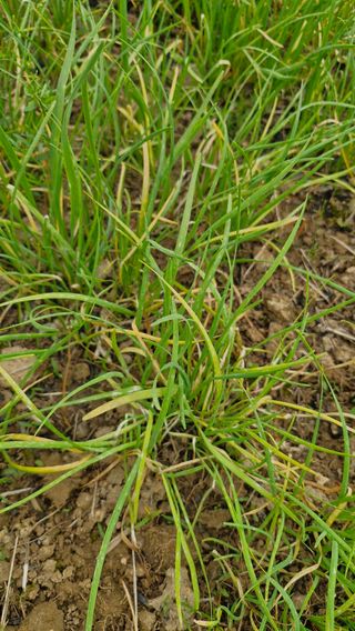 안선찬님의 기타작물 · 병해충상담 작성글 사진