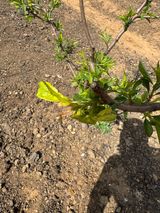 덕구네님의 복숭아·병해충상담 작성글 사진