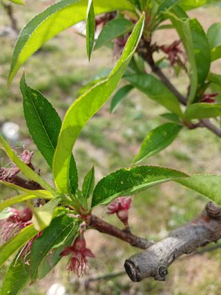 두릅나무10495님의 사과 · 병해충상담 작성글 사진