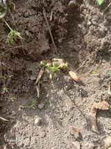 윤석돈님의 호박·병해충상담 작성글 사진