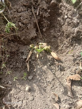 윤석돈님의 호박 · 병해충상담 작성글 사진