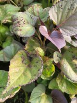 해바우님의 고구마·병해충상담 작성글 사진