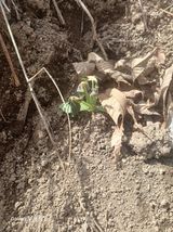 윤석돈님의 호박·병해충상담 작성글 사진