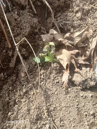 윤석돈님의 호박 · 병해충상담 작성글 사진