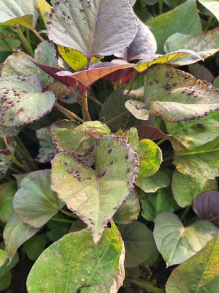 해바우님의 고구마 · 병해충상담 작성글 사진