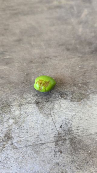 강미경님의 자두 · 병해충상담 작성글 사진