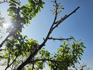 노백수님의 사과 · 병해충상담 작성글 사진