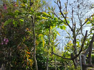 노백수님의 사과 · 병해충상담 작성글 사진