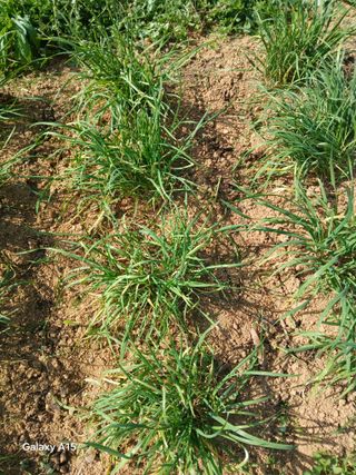 김경호님의 기타작물 · 병해충상담 작성글 사진