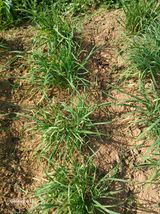 팜모닝 기타작물·병해충상담 게시글 이미지