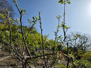 노백수님의 사과 · 병해충상담 작성글 사진