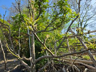 노백수님의 사과 · 병해충상담 작성글 사진