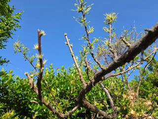 노백수님의 사과 · 병해충상담 작성글 사진