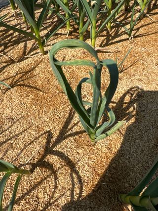 로이스님의 마늘 · 병해충상담 작성글 사진