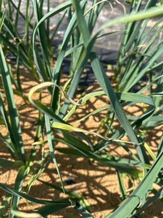 로이스님의 마늘 · 병해충상담 작성글 사진