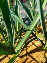 로이스님의 마늘·병해충상담 작성글 사진