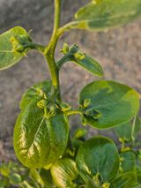 님의 감·병해충상담 작성글 사진