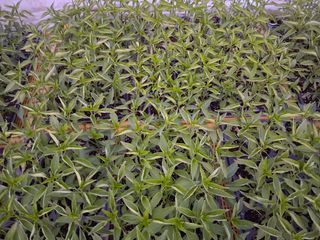 게으른농부님의 고추 · 병해충상담 작성글 사진