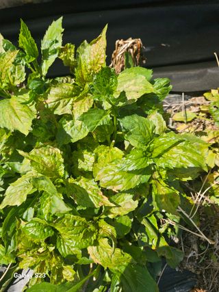 박세인님의 기타작물 · 병해충상담 작성글 사진