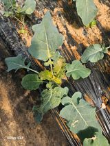 박세인님의 기타작물·병해충상담 작성글 사진