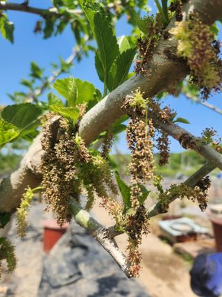 이쁜 깜순님의 기타작물 · 병해충상담 작성글 사진