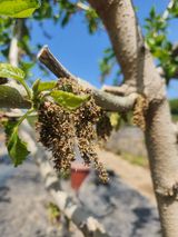 팜모닝 기타작물·병해충상담 게시글 이미지