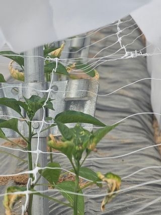 어동골님의 고추 · 병해충상담 작성글 사진