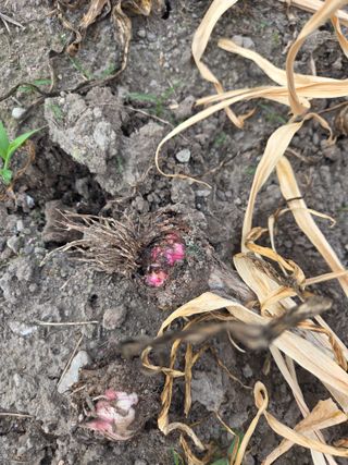 마봉산자연인님의 마늘 · 병해충상담 작성글 사진