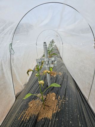 어동골님의 고추 · 병해충상담 작성글 사진