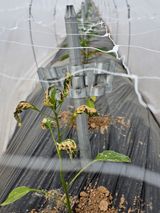 어동골님의 고추·병해충상담 작성글 사진