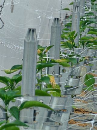 어동골님의 고추 · 병해충상담 작성글 사진