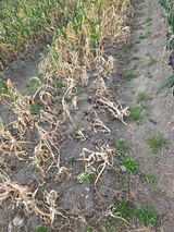 팜모닝 마늘·병해충상담 게시글 이미지