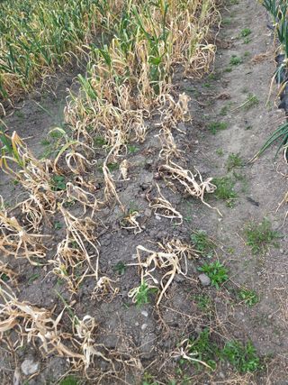 마봉산자연인님의 마늘·병해충상담 작성글 사진