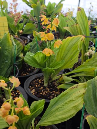 이성규 님의 기타작물 · 병해충상담 작성글 사진