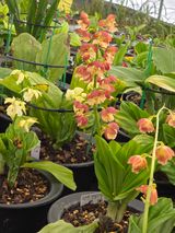 이성규 님의 기타작물·병해충상담 작성글 사진